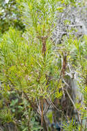 Euryops linifolius (L.) DC. resmi