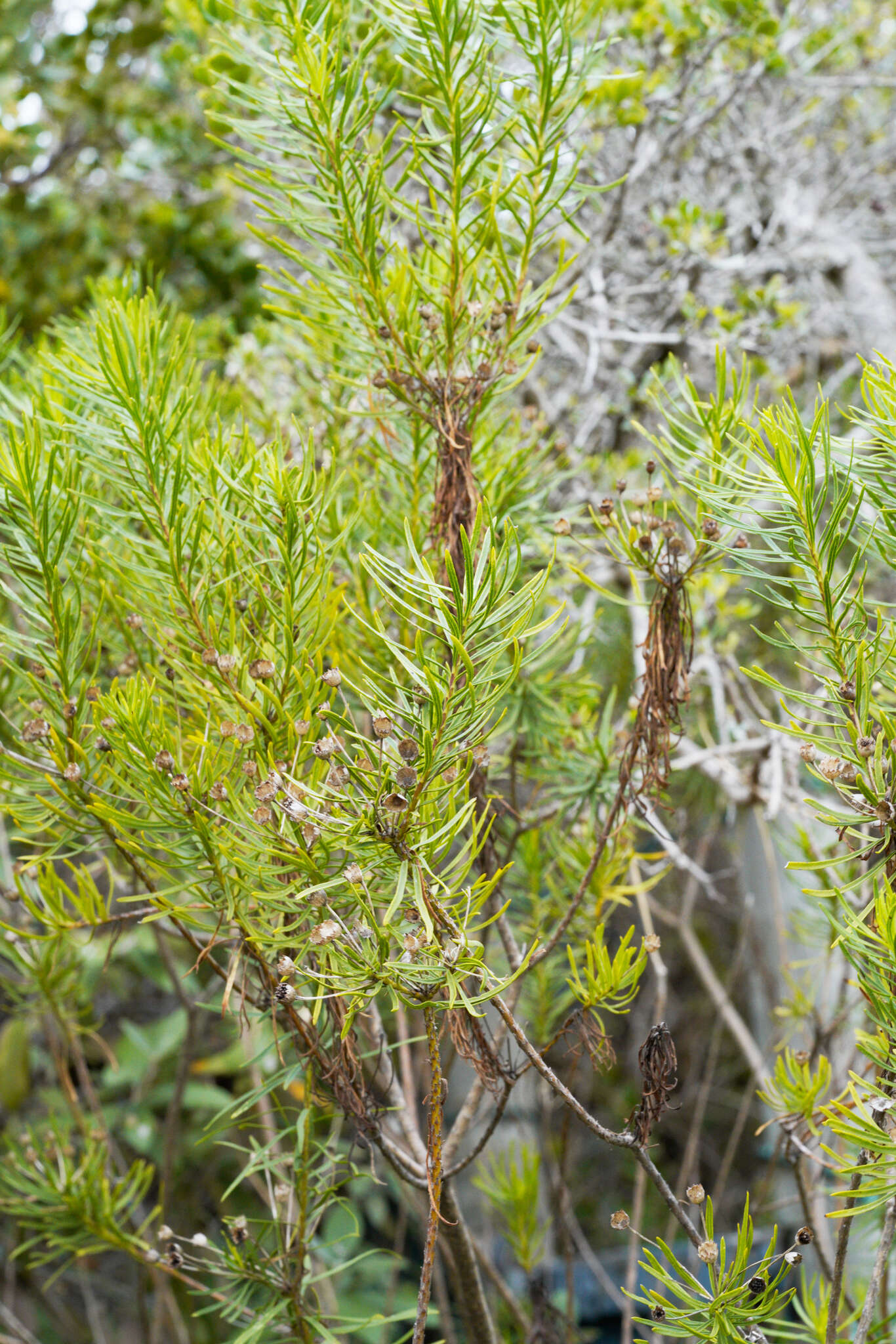 Euryops linifolius (L.) DC. resmi