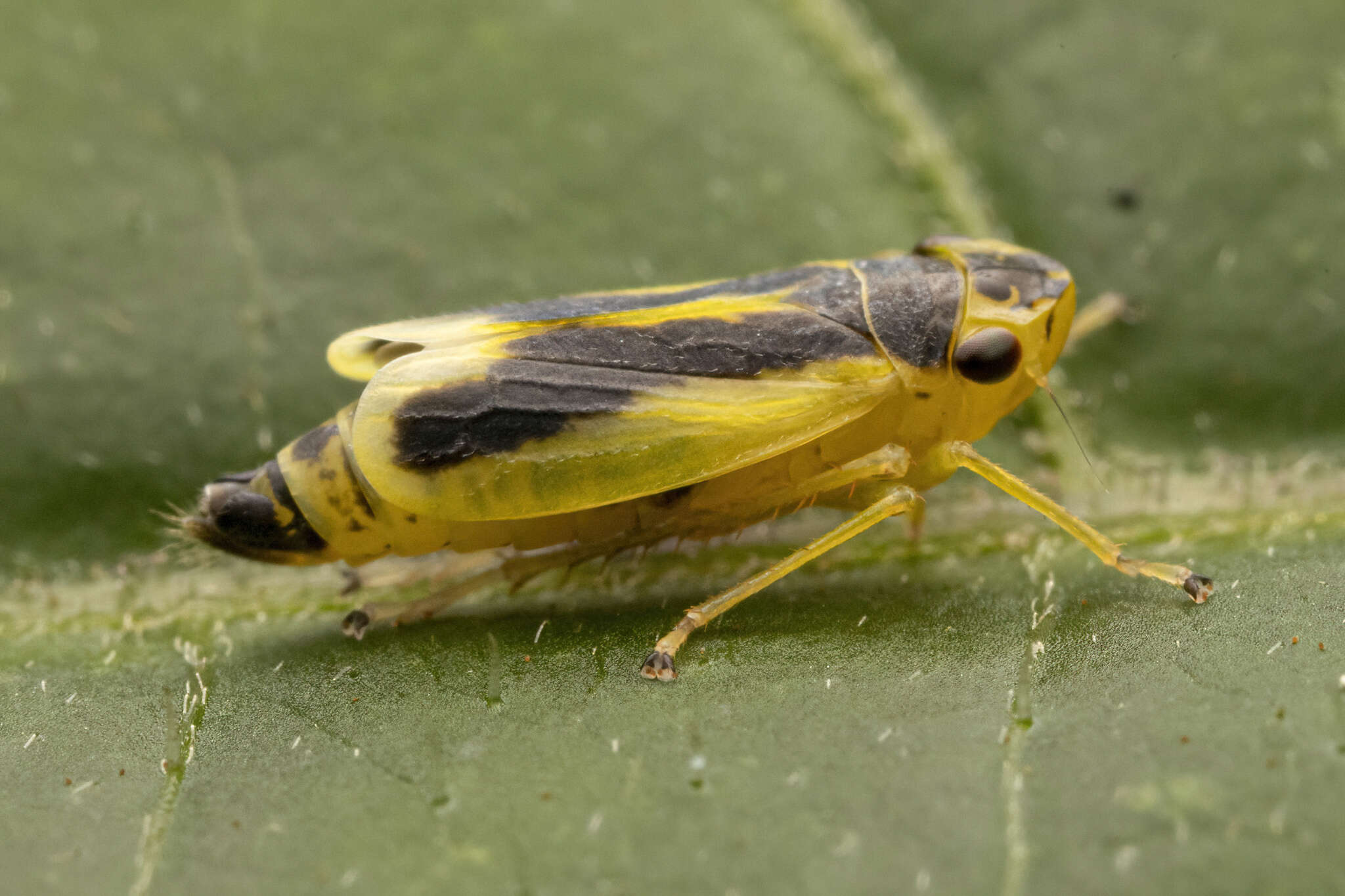 Plancia ëd Evacanthus chlamidatus Hamilton 1983