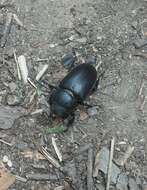 Image of Stag beetle