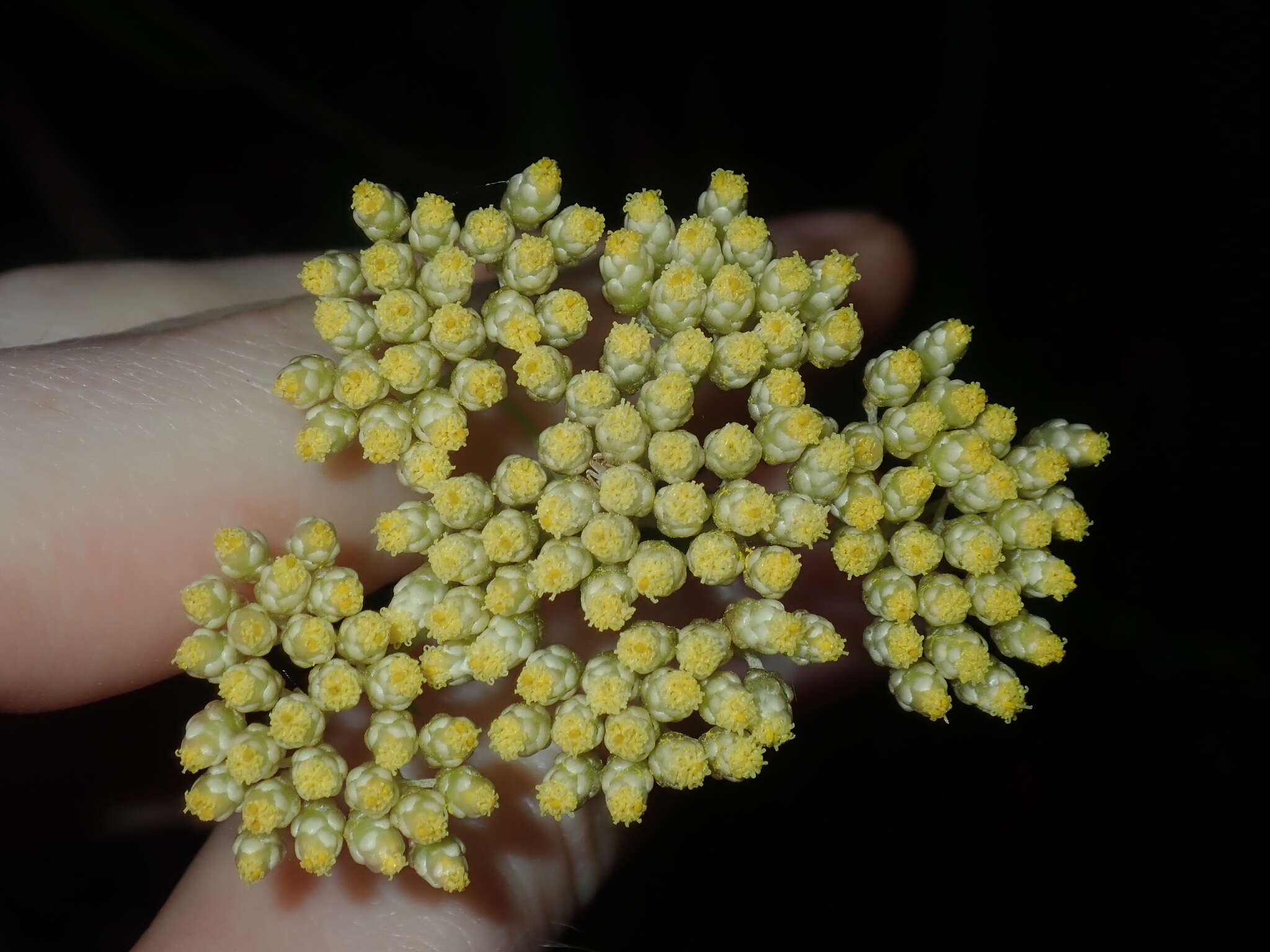 Cassinia denticulata R. Br resmi