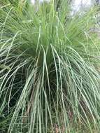 Cymbopogon citratus (DC.) Stapf resmi