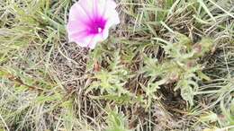 Image of Ipomoea oenotherae (Vatke) Hall. fil.