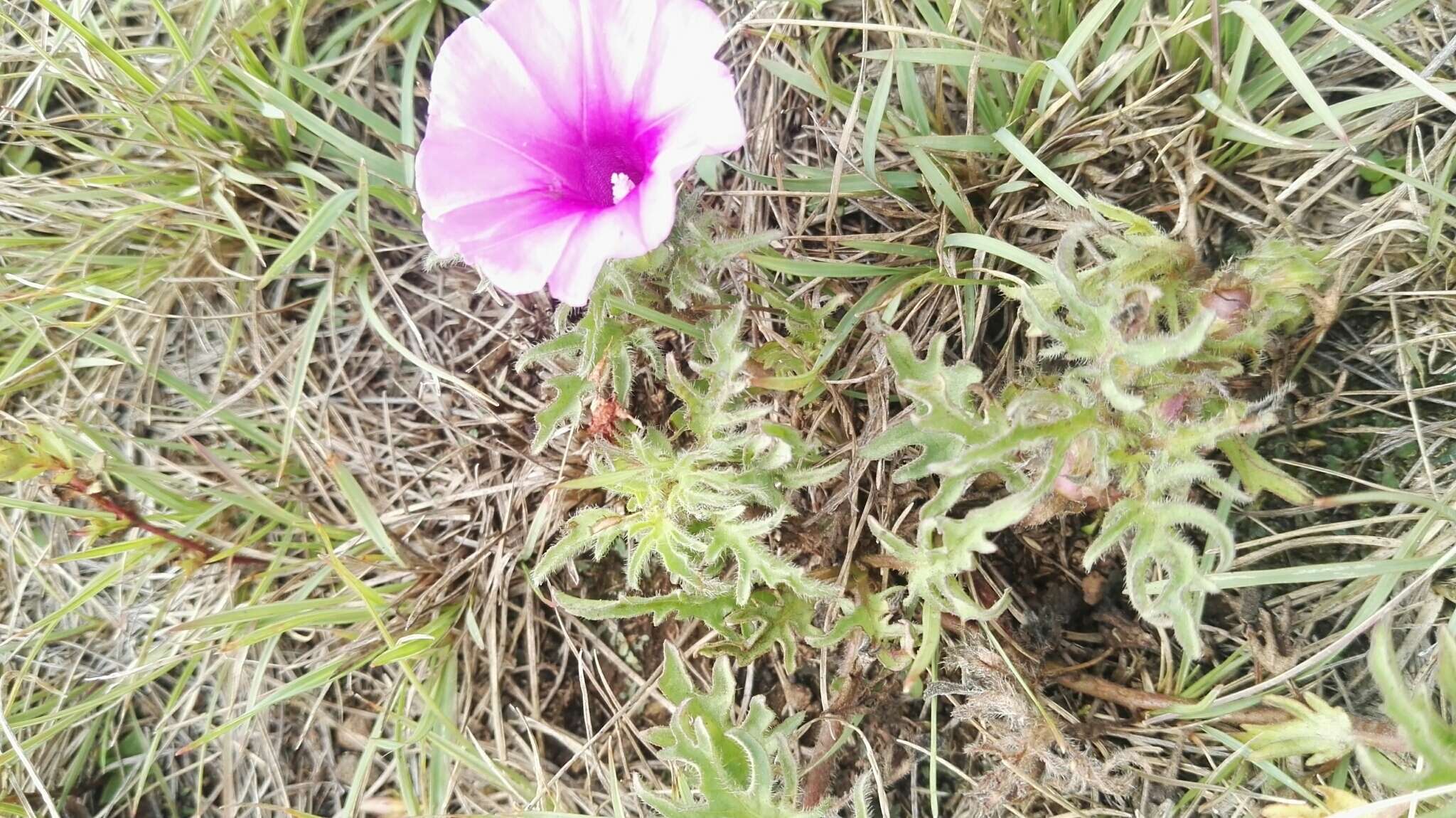 Image of Ipomoea oenotherae (Vatke) Hall. fil.