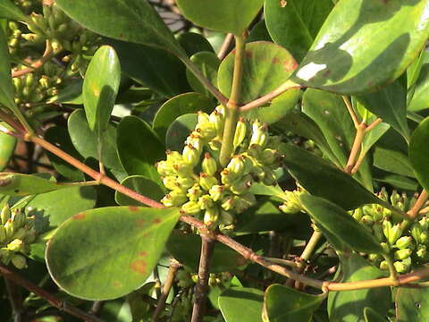 Image of yamstick mangrove