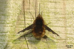 Image of Large bee-fly