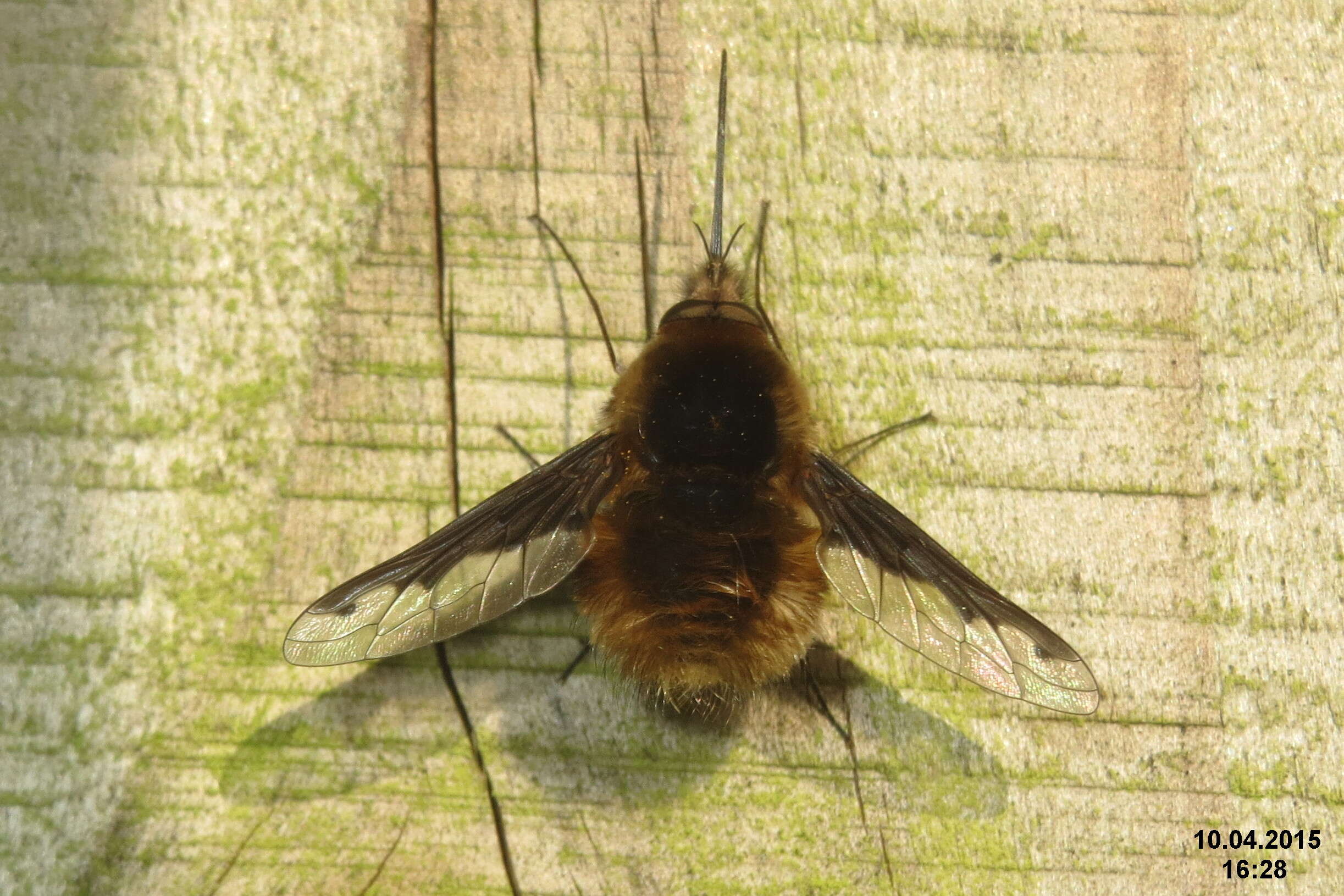 Image of Large bee-fly