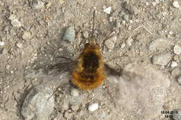 Image of Large bee-fly