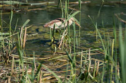 Image of Common Little Bittern