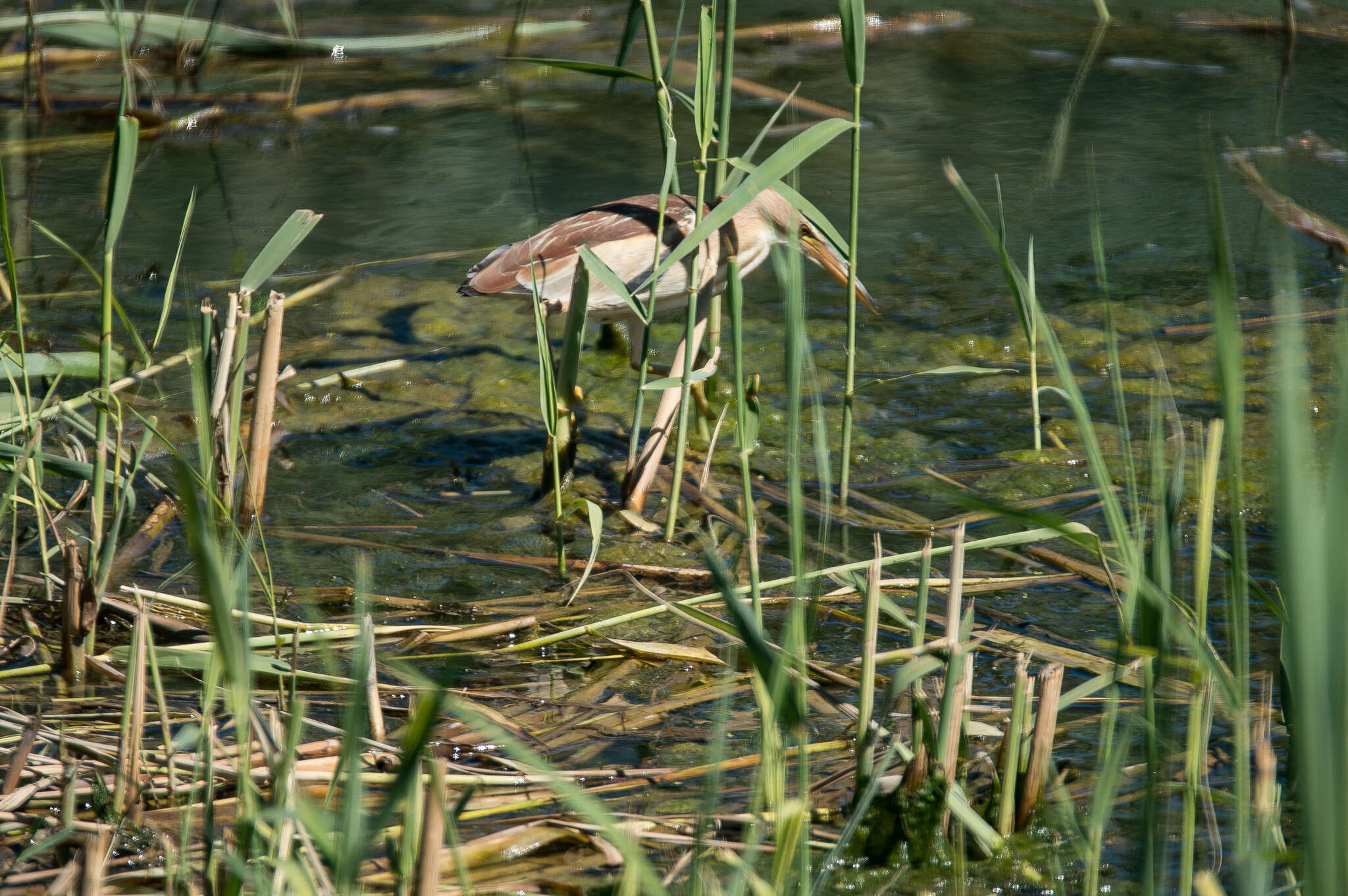 Image of Common Little Bittern