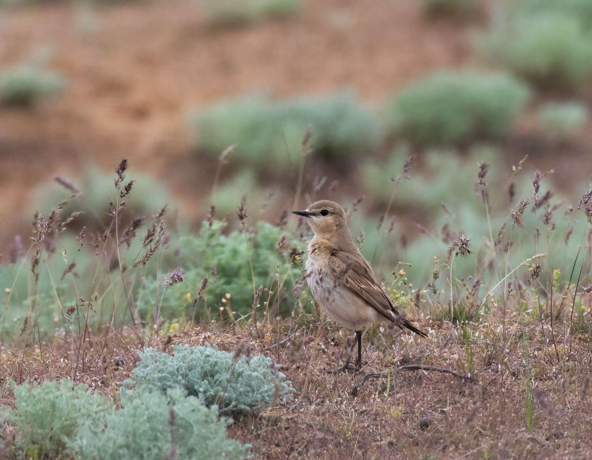 Image of Isabelline Wheatear