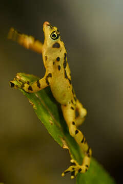 Image of Golden arrow poison frog