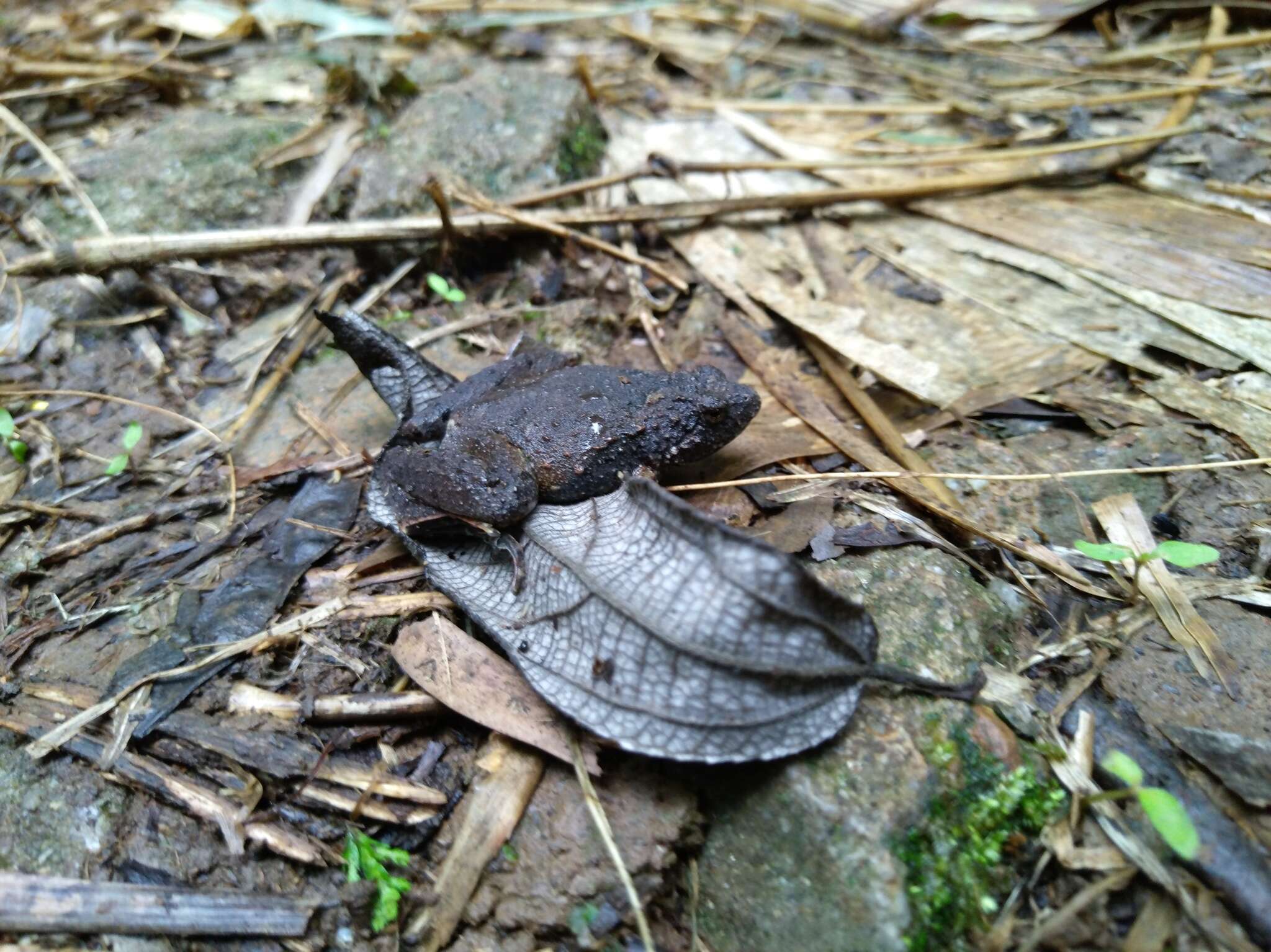 Image of Berdmore's Chorus Frog