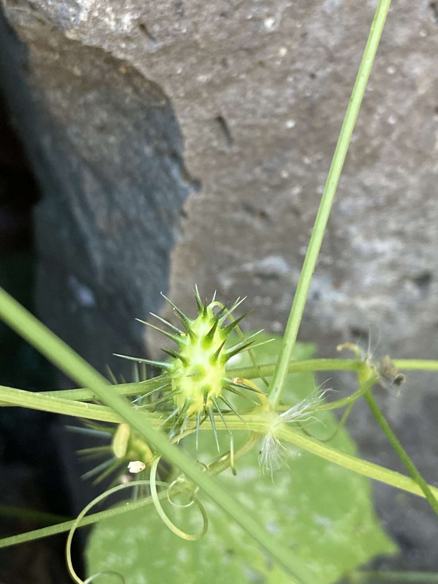 صورة Echinopepon minimus var. peninsularis (Gentry) Stocking