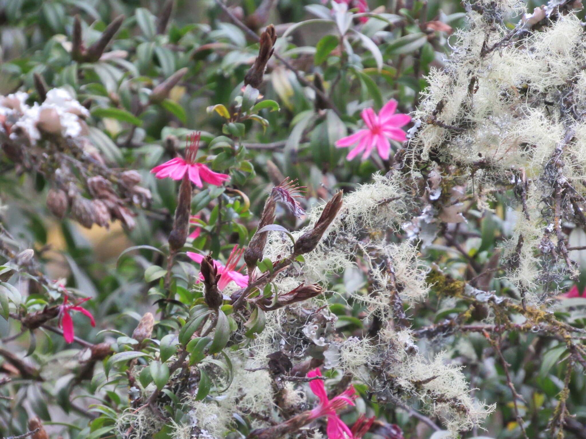 Image of Barnadesia polyacantha Wedd.