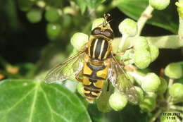 Image of Marsh Hoverfly