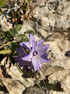 Campanula versicolor subsp. tenorei resmi