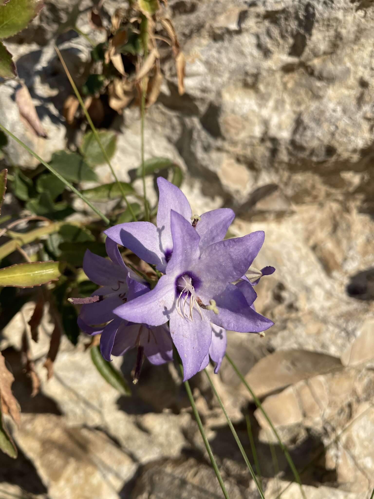 Image of Campanula versicolor subsp. tenorei