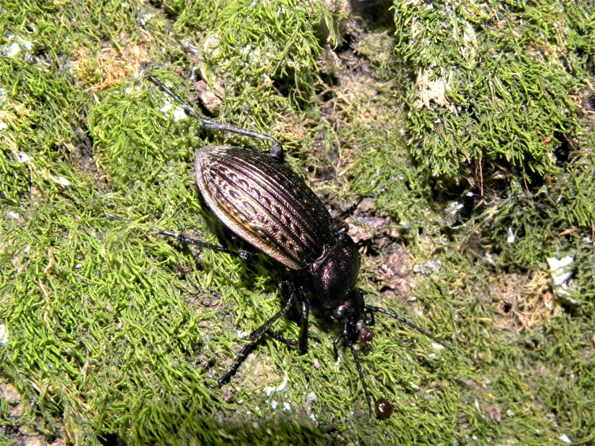 Image of Carabus (Eucarabus) ulrichii Germar 1824