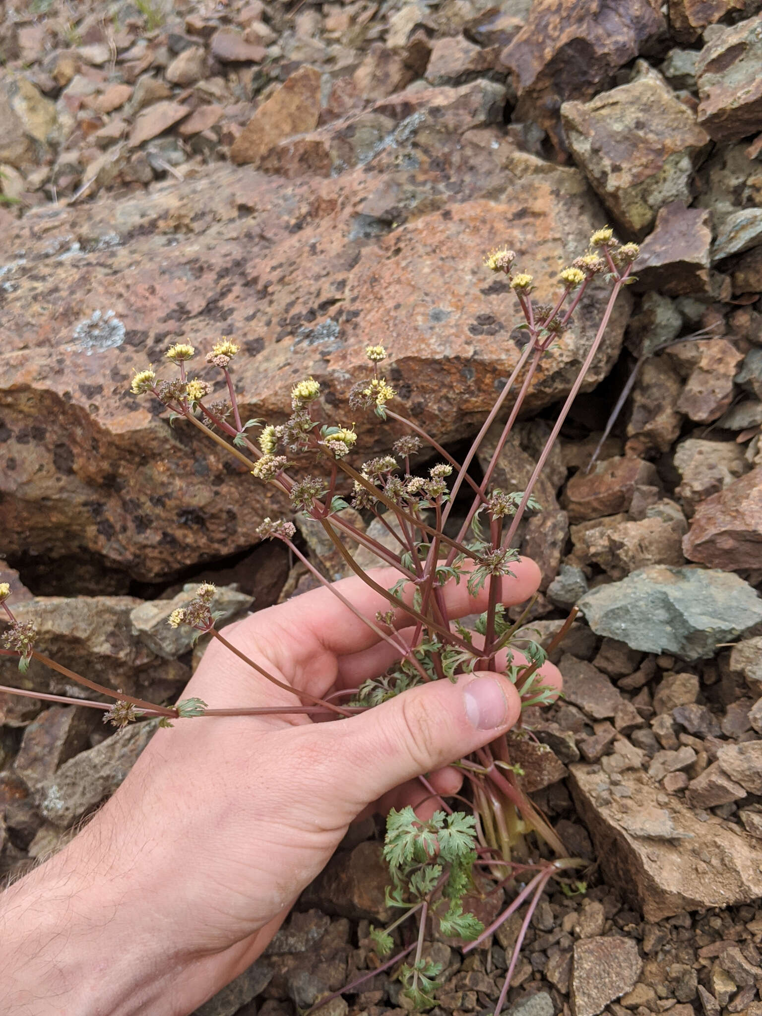 Imagem de Sanicula saxatilis Greene