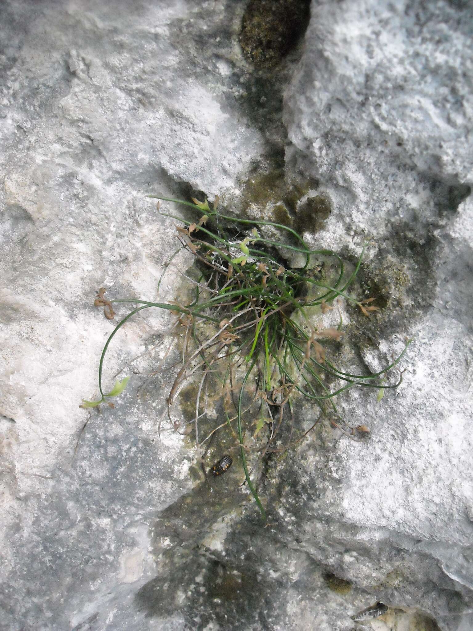 Image of Asplenium seelosii Leybold