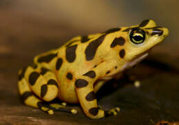 Image of Golden arrow poison frog