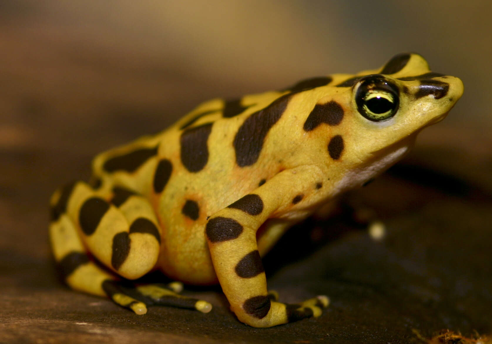 Image of Golden arrow poison frog