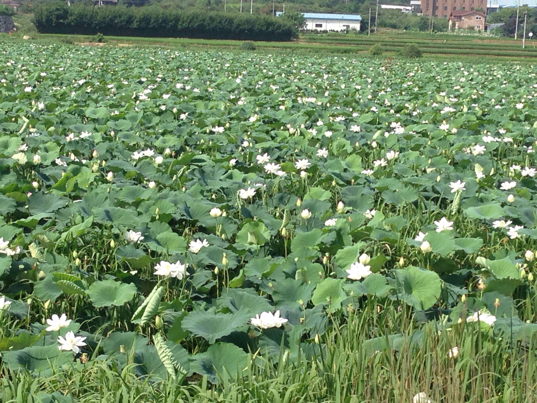 Image of sacred lotus