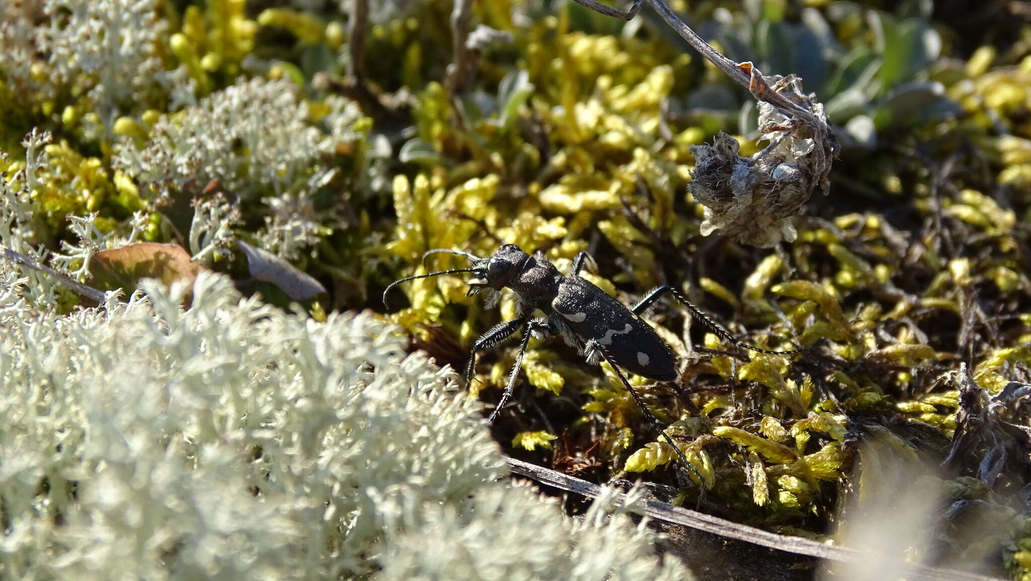 Image of Heath tiger beetle