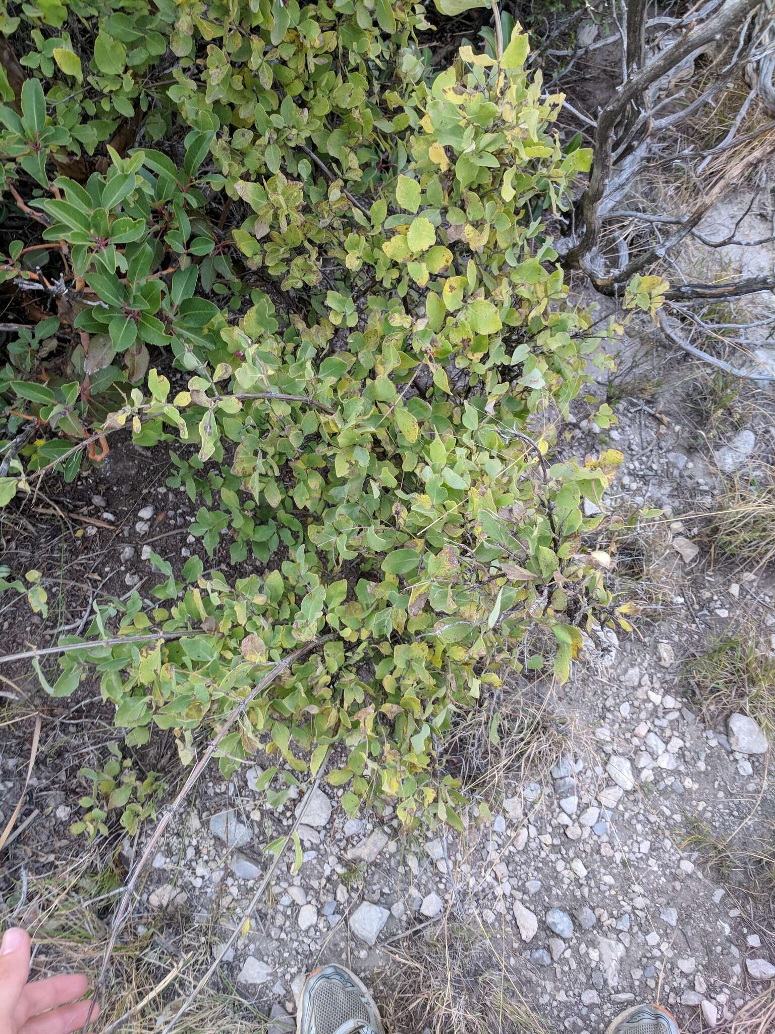 Image of western white honeysuckle