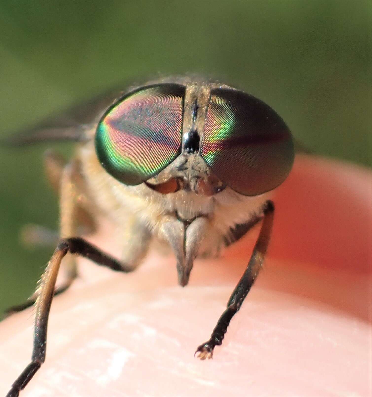 Image of Tabanus bromius Linnaeus 1758