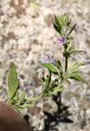 Image of dentate false pennyroyal