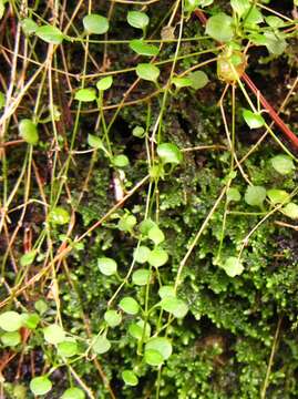 Image of Stellaria parviflora Banks & Soland. ex Hook. fil.