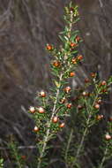 Image of Spyridium scortechinii (F. Müll.) K. R. Thiele