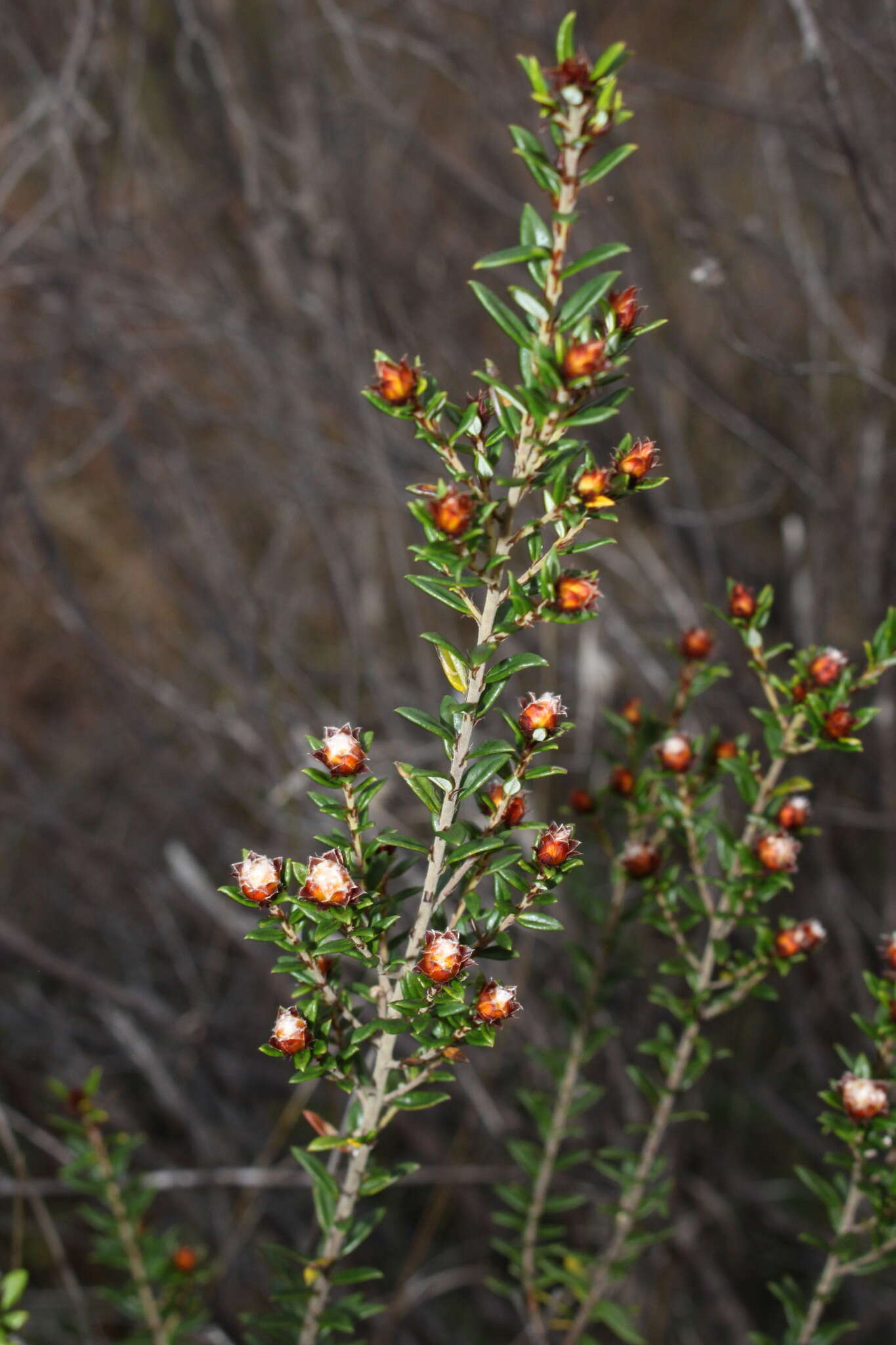 Image of Spyridium scortechinii (F. Müll.) K. R. Thiele