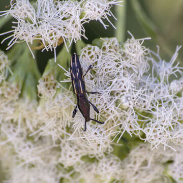 Image of Brentus rufiventris Boheman 1840