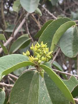 Loeseneriella africana var. richardiana (Cambess. ex St.-Hil.) N. Hallé的圖片