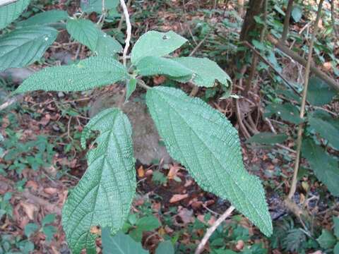 Image of Urera elata (Sw.) Griseb.