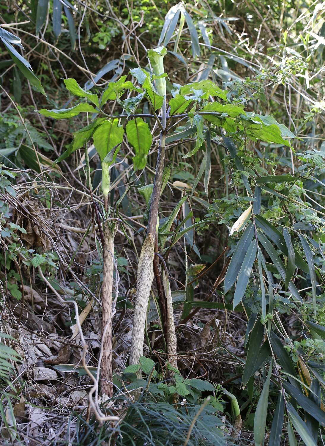 Arisaema yamatense subsp. sugimotoi (Nakai) H. Ohashi & J. Murata的圖片