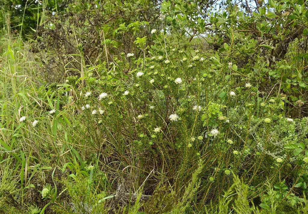 Image of Agathosma gonaquensis Eckl. & Zeyh.