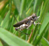 Chimarocephala pacifica (Thomas & C. 1873)的圖片