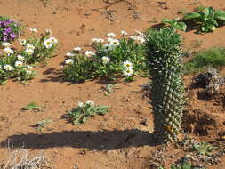 Euphorbia schoenlandii Pax resmi