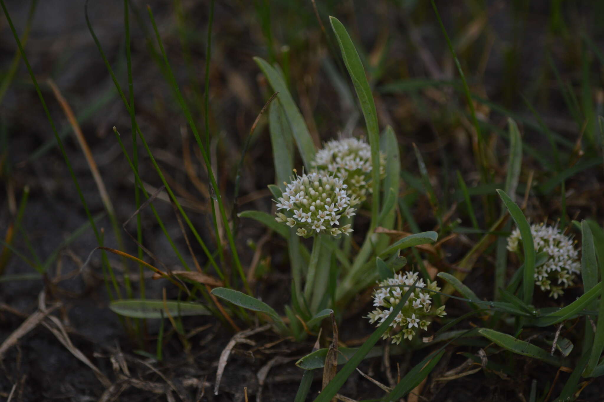 Image de Acicarpha procumbens Less.