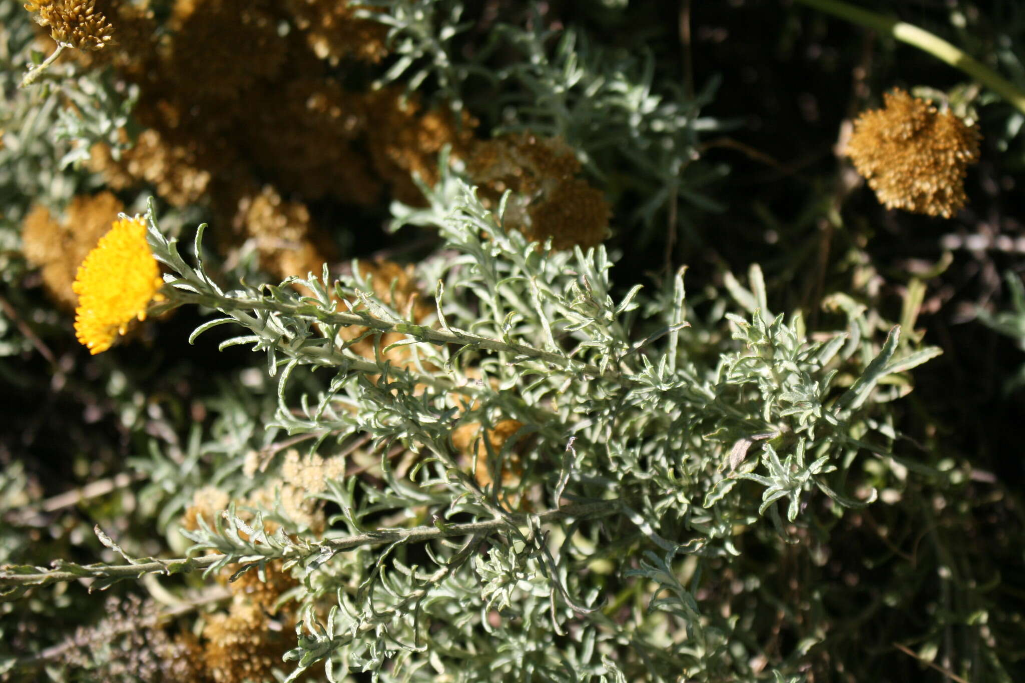 Image of Helichrysum rutilans (L.) D. Don