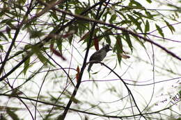 Image of Barred Antshrike