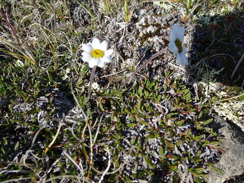 Слика од Arctanthemum integrifolium (Richards.) Tzvel.