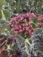 Image of Bigthorn Euphorbia