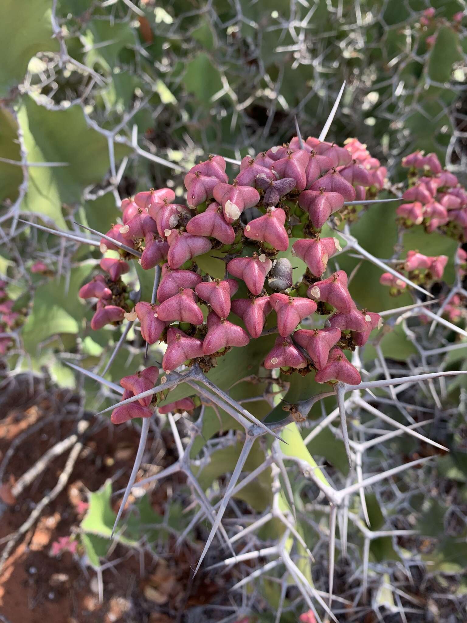 Euphorbia grandicornis Blanc resmi