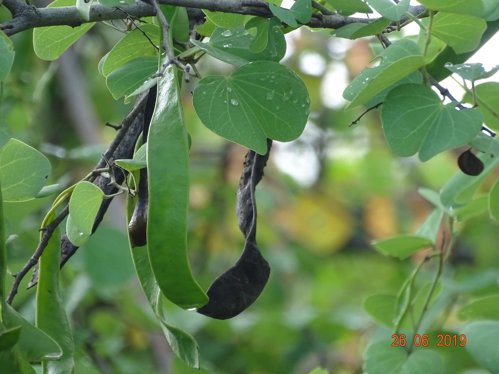 Imagem de Bauhinia racemosa Lam.