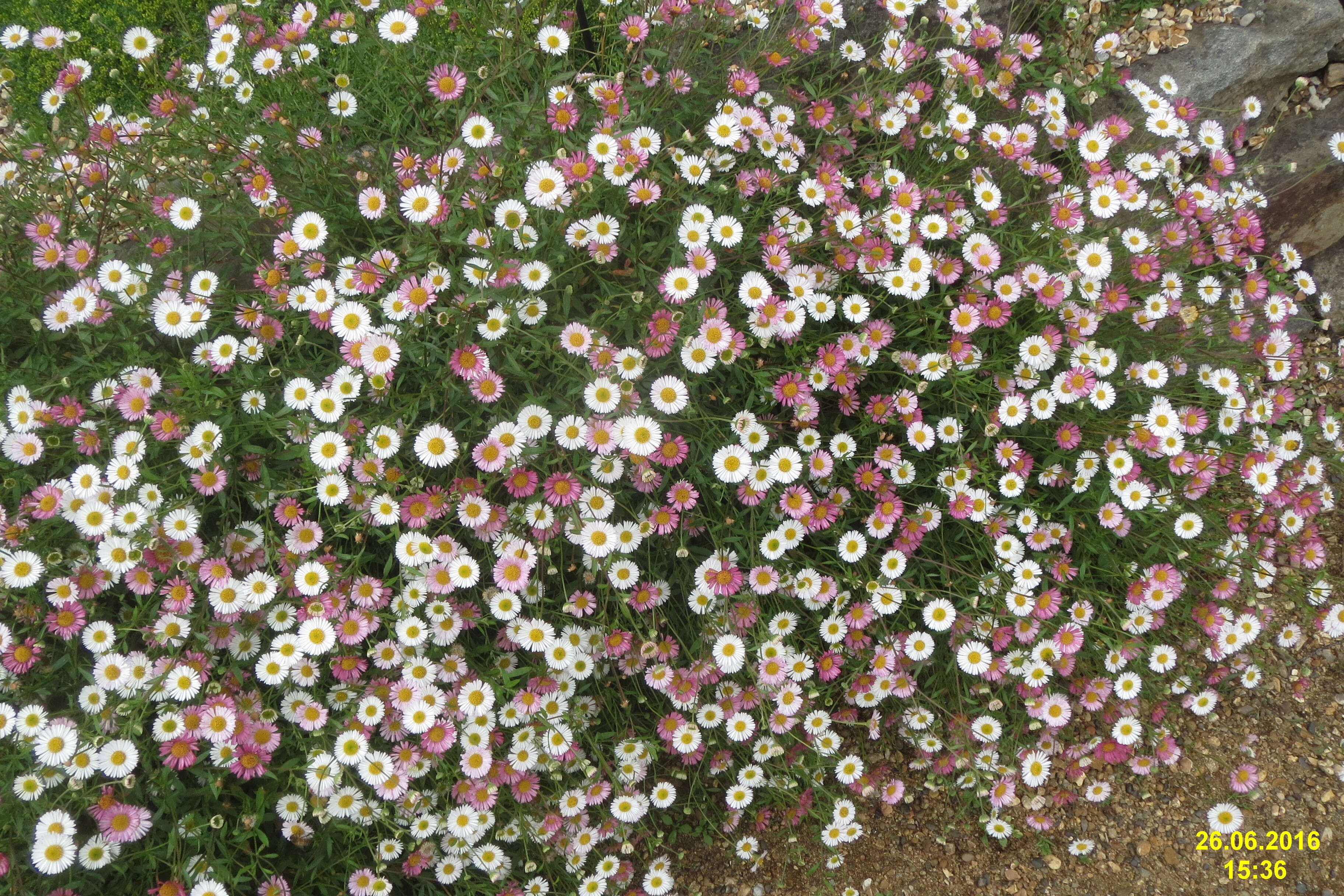 Sivun Erigeron karvinskianus DC. kuva